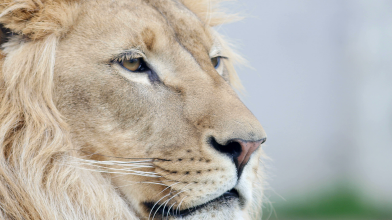 Work Like A Lion